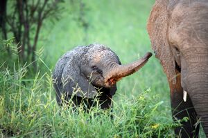 African Elephants